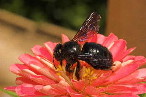 Xylocopa sp.