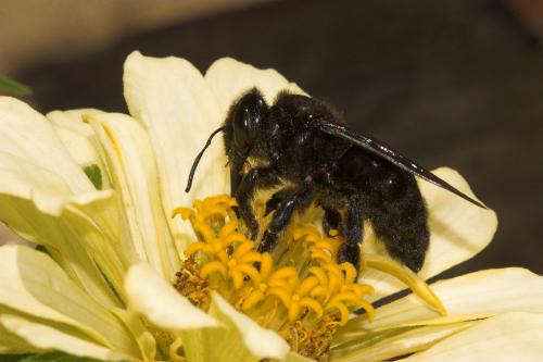 Xylocopa sp.