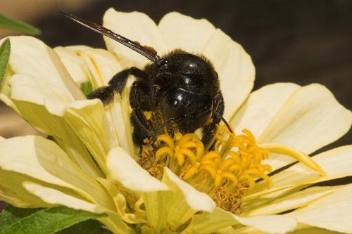 Xylocopa sp.