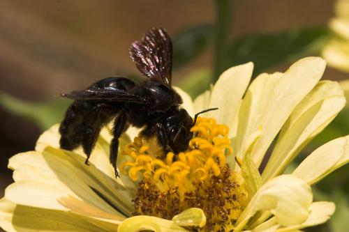 Xylocopa sp.