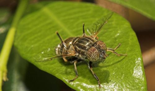 Réf. 4 547 : Eristalinus aeneus