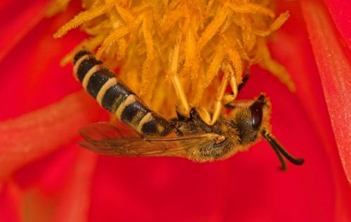 Réf. 4 551 : Halictus sp.