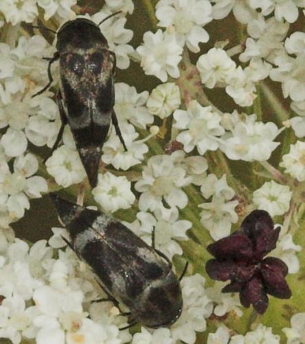 Mediimorda sp.