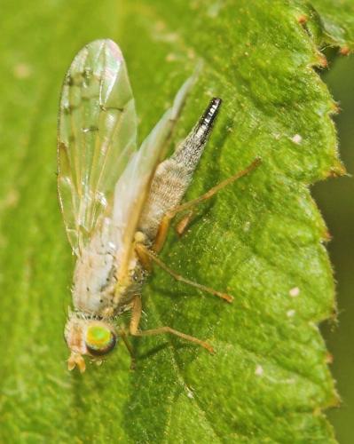 Réf. 4 552 : Acanthiophilus helianthi