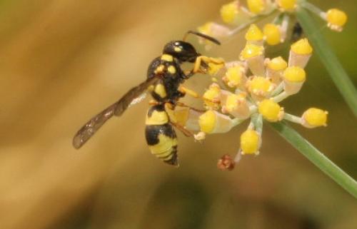 Réf. 4 613 : Ancistrocerus auctus