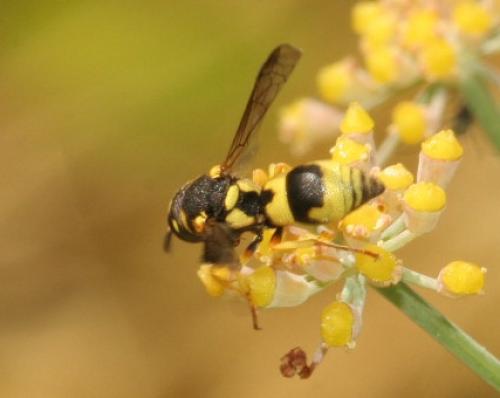 Ancistrocerus auctus