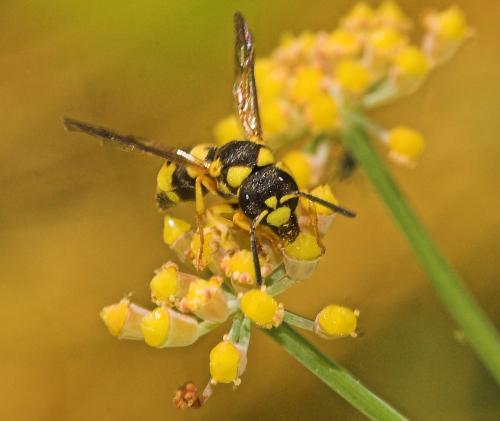 Ancistrocerus auctus