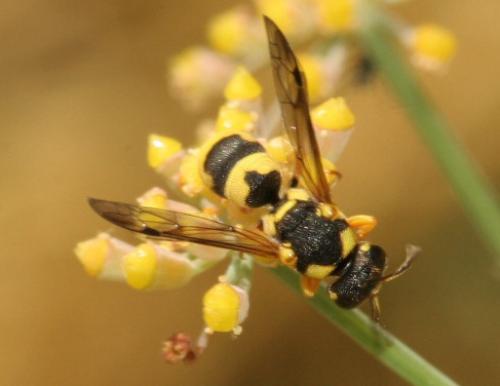 Ancistrocerus auctus