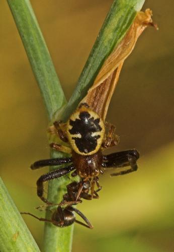 Réf. 4 616 : Synema globosum