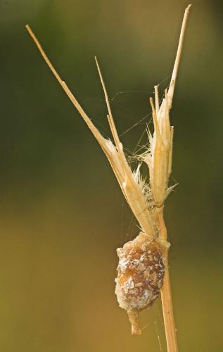 Anthidiellum sp.