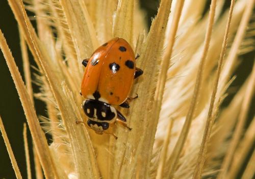 Hippodamia variegata