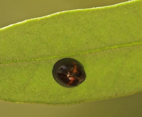 Réf. 4 663 : Chilocorus bipustulatus