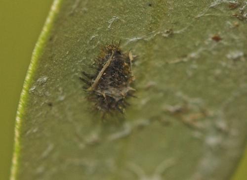 Réf. 4 664 : Chilocorus bipustulatus