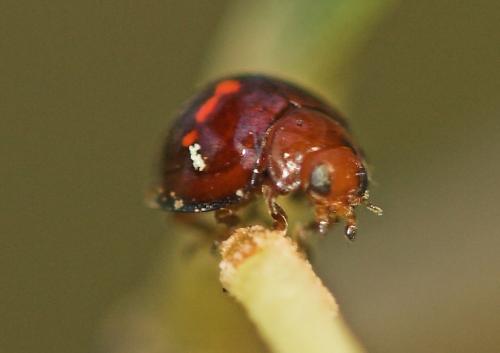 Réf. 4 665 : Chilocorus bipustulatus
