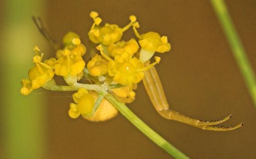 Misumena vatia