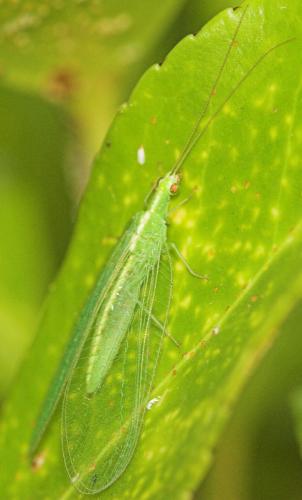 Chrysoperla sp.