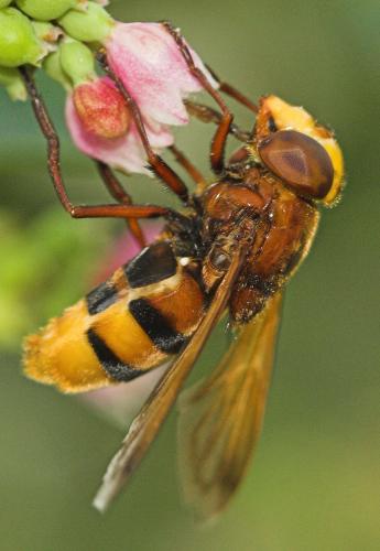 Réf. 4 853 : Volucella zonaria