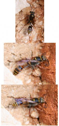 Réf. 4 755 : Sceliphron curvatum