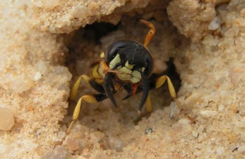 Philanthus triangulum