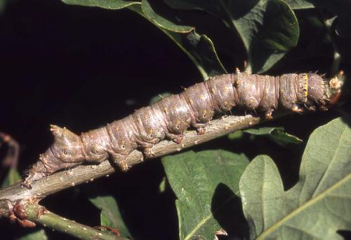 Réf. 4 437 : Catephia alchymista