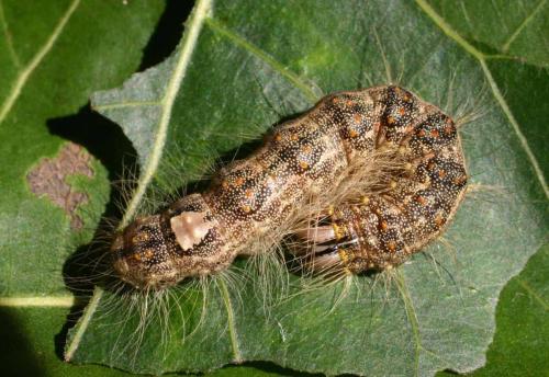 Réf. 4 605 : Subacronicta megacephala