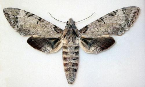Réf. 4 516 : Pseudosphinx tetrio