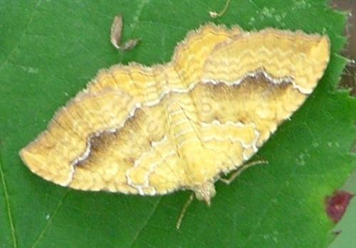 Camptogramma bilineata
