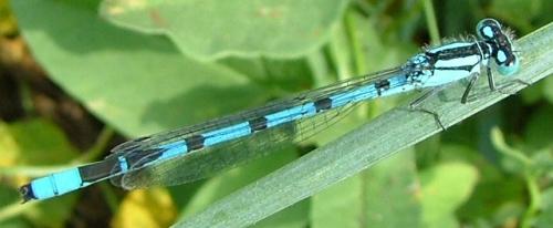 Enallagma cyathigerum