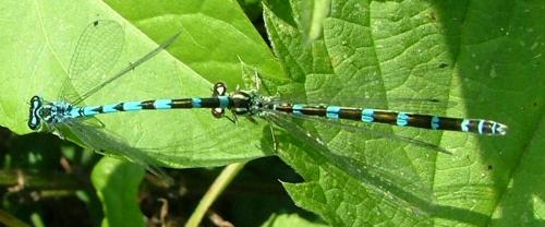 Coenagrion ornatum