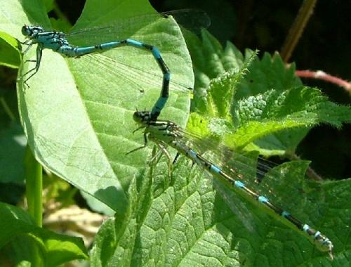 Coenagrion ornatum