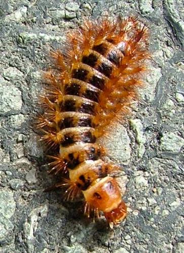 Drilus flavescens