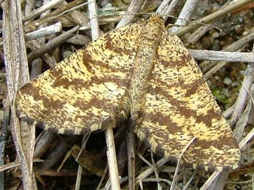 Ematurga atomaria