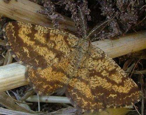 Ematurga atomaria