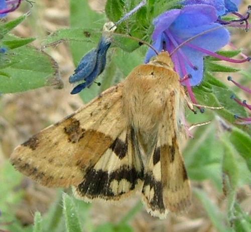 Réf. 4 416 : Heliothis viriplaca