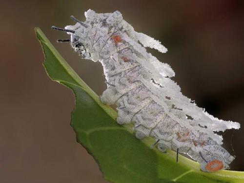 Attacus atlas