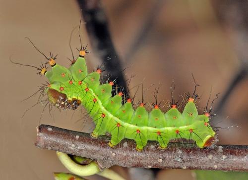 Actias sp.