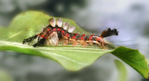 Orgyia antiqua