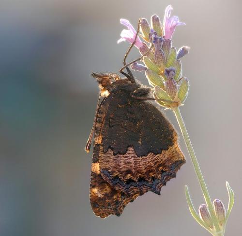 Aglais urticae