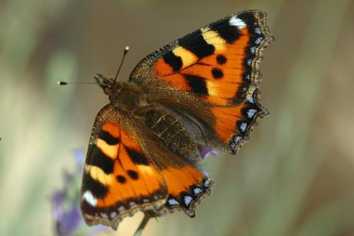 Réf. 4 224 : Aglais urticae