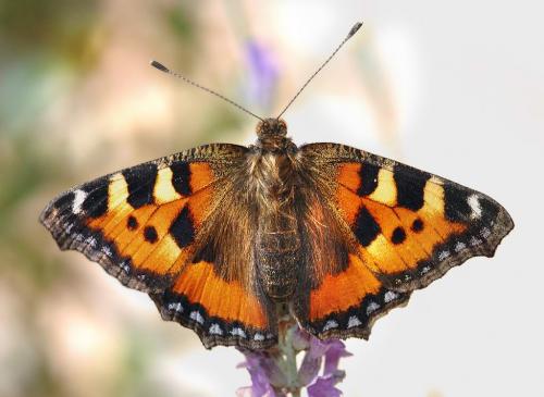 Réf. 4 223 : Aglais urticae