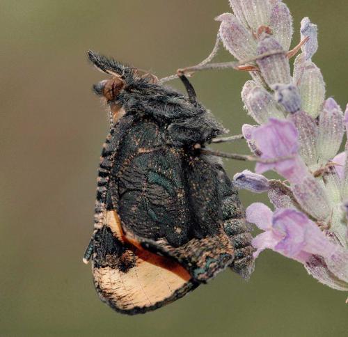 Aglais urticae