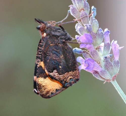Réf. 4 217 : Aglais urticae