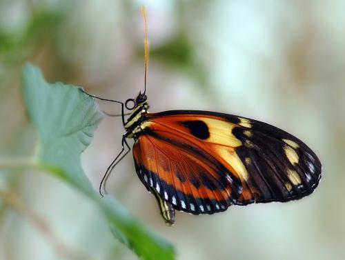 Réf. 4 436 : Heliconius sp.
