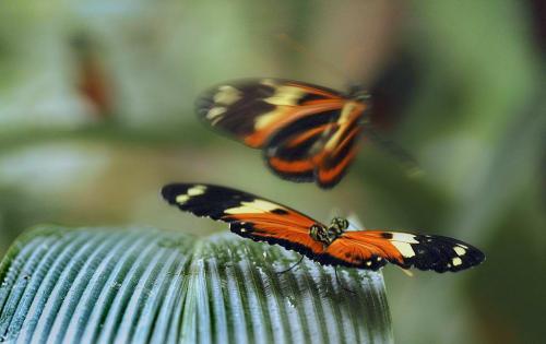 Heliconius sp.