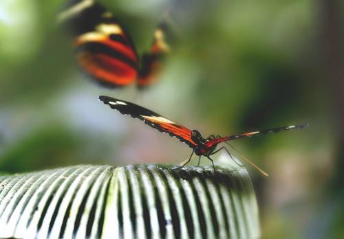Heliconius sp.
