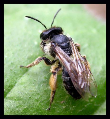 Andrena sp.