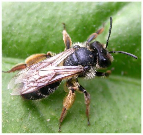 Andrena sp.