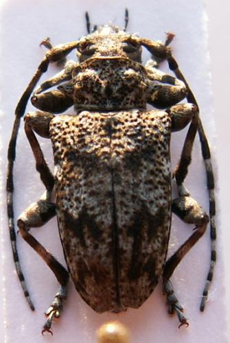 Aegomorphus clavipes