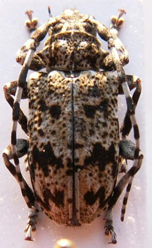 Aegomorphus francottei