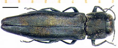 Réf. 4 162 : Agrilus sulcicollis